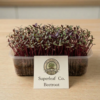 beetroot microgreens Beetroot Microgreens: The Natural Blood & Energy Booster
