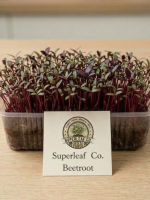 beetroot microgreens Beetroot Microgreens: The Natural Blood & Energy Booster