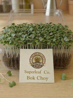 bok choy live Bok Choy Microgreens: The Ancient Wellness Secret