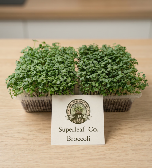 Broccoli Microgreens: The Ultimate Living Superfood