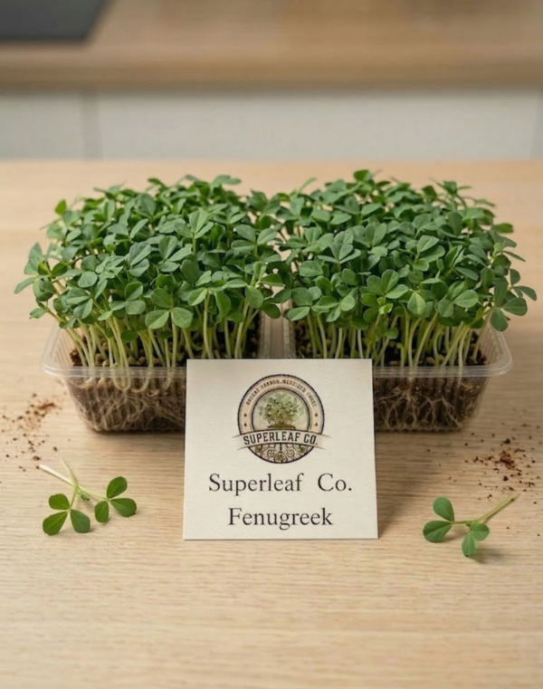 Fenugreek Microgreens: The Ancient Digestive Superfood