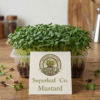 mustard live Fresh Pea Shoot Affila Microgreens Live Box - Superleaf Co Chandigarh