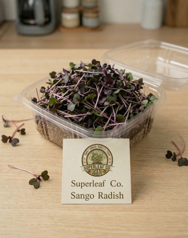 sango radish cut Sango Radish Microgreens – Bold Color, Spicy Flavor & Vitality
