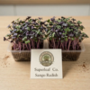 sango radish live box Sango Radish Microgreens – Bold Color, Spicy Flavor & Vitality