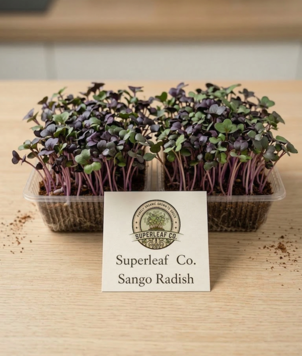 sango radish live box Sango Radish Microgreens – Bold Color, Spicy Flavor & Vitality