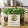 spinach live Spinach Microgreens: The Gentle Energy Booster