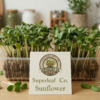 Sunflower Microgreens – Nutty, Crunchy & Protein-Rich