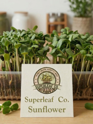 sunflower microgreen Sunflower Microgreens – Nutty, Crunchy & Protein-Rich
