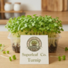 turnip live Turnip Microgreens: The Gentle Detoxifier