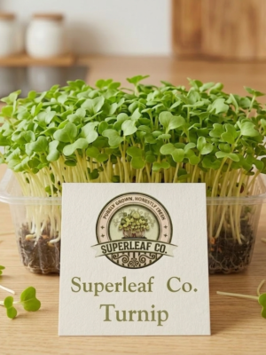 turnip live Turnip Microgreens: The Gentle Detoxifier
